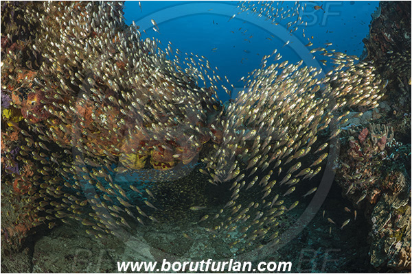 Sodwana bay, South Africa, Indian ocean, Parapriacanthus ransonneti, Parapriacanthus, Pempheridae, Glassfish, Glassy sweeper, Sweeper, Fish, Fish school, Reef