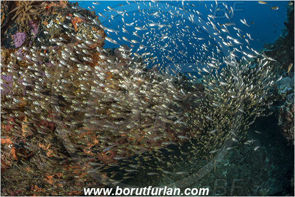 Sodwana bay, South Africa, Indian ocean, Parapriacanthus ransonneti, Parapriacanthus, Pempheridae, Glassfish, Glassy sweeper, Sweeper, Fish, Fish school, Reef