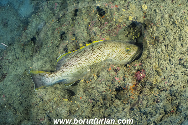 Sodwana bay, South Africa, Indian ocean, Epinephelus albomarginatus, Epinephelus, Serranidae, White-edged grouper, Grouper, Fish