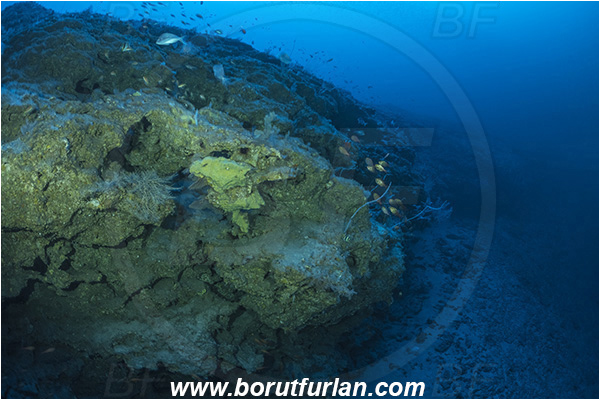 Sodwana bay, South Africa, Indian ocean, Reef, Deep reef, Below 100 m