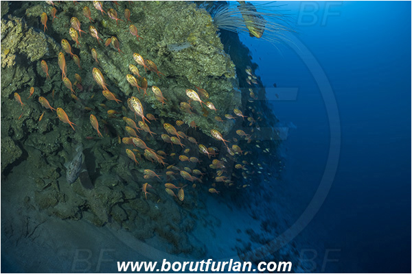 Sodwana bay, South Africa, Indian ocean, Centroberyx druzhinini, Centroberyx, Berycidae, Bight redfish, Fish, Fish school, Reef, Deep reef, Below 100 m