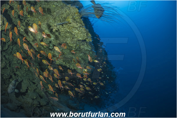 Sodwana bay, South Africa, Indian ocean, Centroberyx druzhinini, Centroberyx, Berycidae, Bight redfish, Fish, Fish school, Reef, Deep reef, Below 100 m