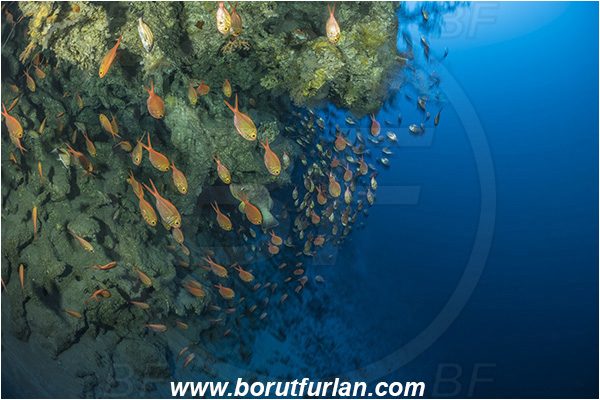 Sodwana bay, South Africa, Indian ocean, Centroberyx druzhinini, Centroberyx, Berycidae, Bight redfish, Fish, Fish school, Reef, Deep reef, Below 100 m