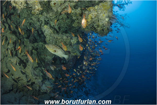 Sodwana bay, South Africa, Indian ocean, Centroberyx druzhinini, Centroberyx, Berycidae, Bight redfish, Epinephelus marginatus, Epinephelus, Serranidae, Dusky grouper, Grouper, Fish, Fish school, Reef, Deep reef, Below 100 m