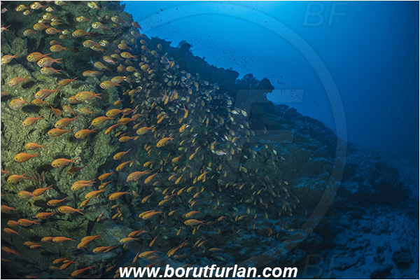 Sodwana bay, South Africa, Indian ocean, Centroberyx druzhinini, Centroberyx, Berycidae, Bight redfish, Fish, Fish school, Reef, Deep reef, Below 100 m