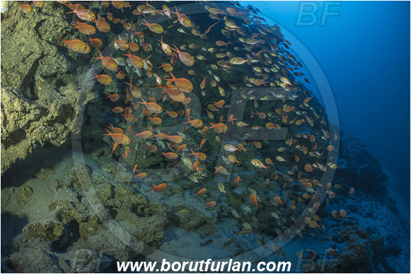Sodwana bay, South Africa, Indian ocean, Centroberyx druzhinini, Centroberyx, Berycidae, Bight redfish, Fish, Fish school, Reef, Deep reef, Below 100 m