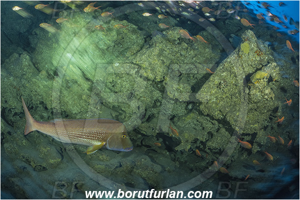 Sodwana bay, South Africa, Indian ocean, Polysteganus praeorbitalis, Polysteganus, Sparidae, Scotsman seabream, Seabream, Fish, Reef, Deep reef, Below 100 m