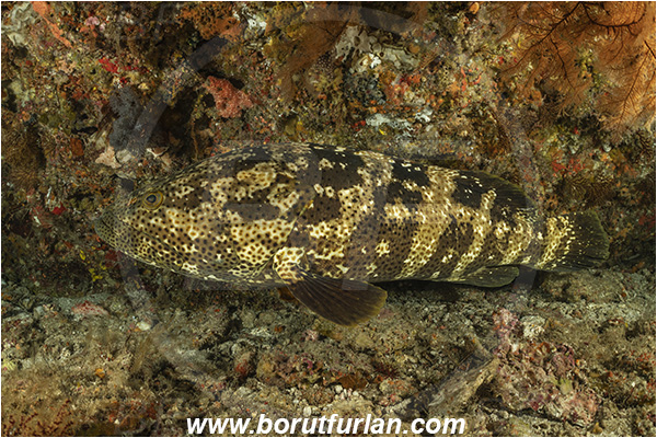 Ponta do Ouro, Mozambique, Indian ocean, Epinephelus malabaricus, Epinephelus, Serranidae, Malabar grouper, Grouper, Fish