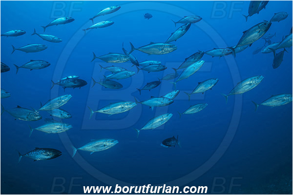 Ponta do Ouro, Mozambique, Indian ocean, Carangoides gymnostethus, Carangoides, Carangidae, Bludger trevally, Trevally, Fish, Fish school