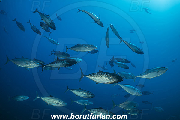 Ponta do Ouro, Mozambique, Indian ocean, Carangoides gymnostethus, Carangoides, Carangidae, Bludger trevally, Trevally, Fish, Fish school