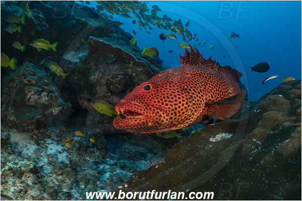 Ponta do Ouro, Mozambique, Indian ocean, Epinephelus posteli, Epinephelus, Serranidae, Tiger grouper, Stripedfin Grouper, Grouper, Fish, Reef, Fish school