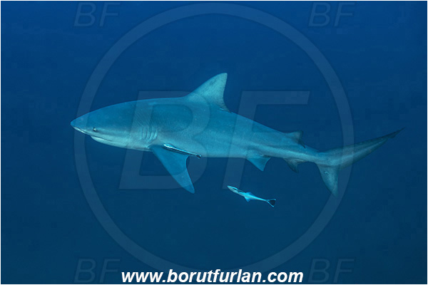 Ponta do Ouro, Mozambique, Indian ocean, Carcharhinus leucas, Carcharhinus, Carcharhinidae, Elasmobranchii, Bull Shark, Shark, Echeneis naucrates, Echeneidae, Slender Suckerfish, Suckerfish, Fish