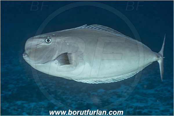 Ponta do Ouro, Mozambique, Indian ocean, Naso mcdadei, Naso, Acanthuridae, Squarenose unicornfish, Unicornfish, Surgeonfish, Fish