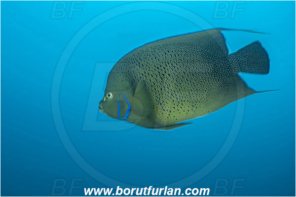 Ponta do Ouro, Mozambique, Indian ocean, Pomacanthus semicirculatus, Pomacanthus, Pomacanthidae, Semicircle Angelfish, Koran angelfish, Angelfish, Fish