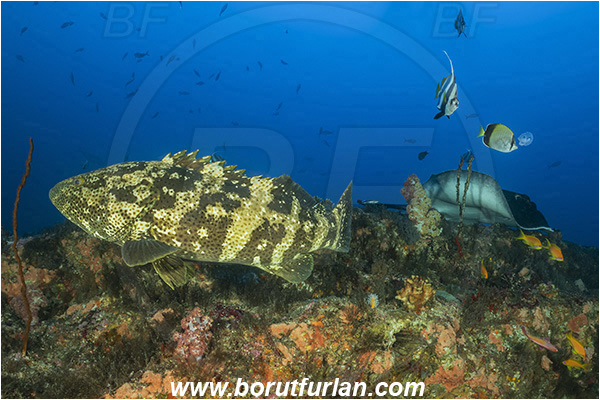Ponta do Ouro, Mozambique, Indian ocean, Epinephelus malabaricus, Epinephelus, Serranidae, Malabar grouper, Grouper, Taeniura meyeni, Taeniura, Dasyatidae, Elasmobranchii, Round ribbontail ray, Ray, Fish, Reef