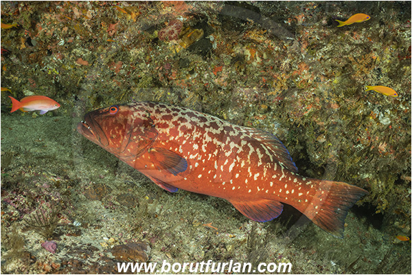 Ponta do Ouro, Mozambique, Indian ocean, Plectropomus punctatus, Plectropomus, Serranidae, Marbled leopard grouper, Grouper, Fish