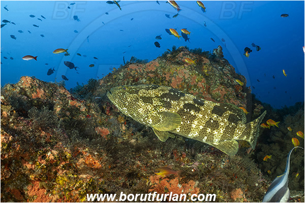 Ponta do Ouro, Mozambique, Indian ocean, Epinephelus malabaricus, Epinephelus, Serranidae, Malabar grouper, Grouper, Fish, Reef
