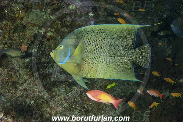 Ponta do Ouro, Mozambique, Indian ocean, Pomacanthus semicirculatus, Pomacanthus, Pomacanthidae, Semicircle Angelfish, Koran angelfish, Angelfish, Fish