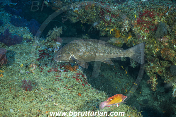 Ponta do Ouro, Mozambique, Indian ocean, Umbrina ronchus, Umbrina, Sciaenidae, Silver drum, Drum, Fish, Reef