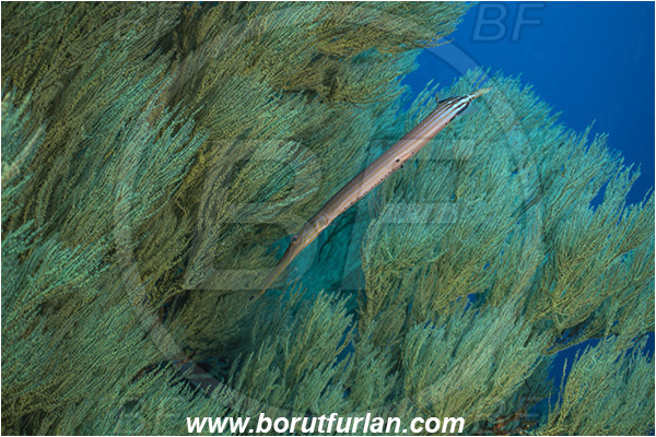 Ponta do Ouro, Mozambique, Indian ocean, Antipathes sp., Antipathes, Antipathidae, Black coral, Coral, Anthozoa, Cnidaria, Cnidarian, Reef, Aulostomus chinensis, Aulostomus, Aulostomidae, Chinese trumpetfish, Trumpetfish, Fish