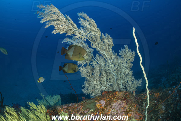 Ponta do Ouro, Mozambique, Indian ocean, Antipathes sp., Antipathes, Antipathidae, Black coral, Coral, Anthozoa, Cnidaria, Cnidarian, Reef, Pomacanthus rhomboides, Pomacanthus, Pomacanthidae, Old woman angelfish, Angelfish, Fish