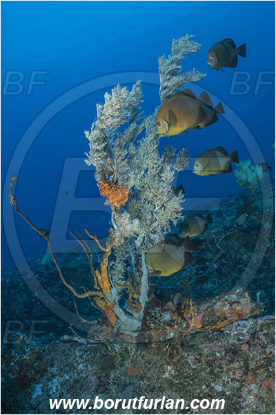 Ponta do Ouro, Mozambique, Indian ocean, Antipathes sp., Antipathes, Antipathidae, Black coral, Coral, Anthozoa, Cnidaria, Cnidarian, Reef, Pomacanthus rhomboides, Pomacanthus, Pomacanthidae, Old woman angelfish, Angelfish, Fish