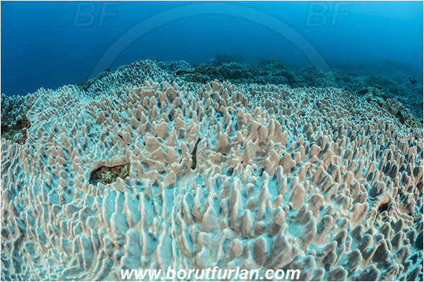 Ponta do Ouro, Mozambique, Indian ocean, Lobophytum sp., Lobophytum, Alcyoniidae, Ridged leather coral, Leather coral, Coral, Anthozoa, Cnidaria, Cnidarian, Reef