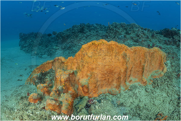 Ponta do Ouro, Mozambique, Indian ocean, Trachycladus spinispirulifer, Trachycladus, Trachycladidae, Orange wall sponge, Sponge, Porifera, Reef