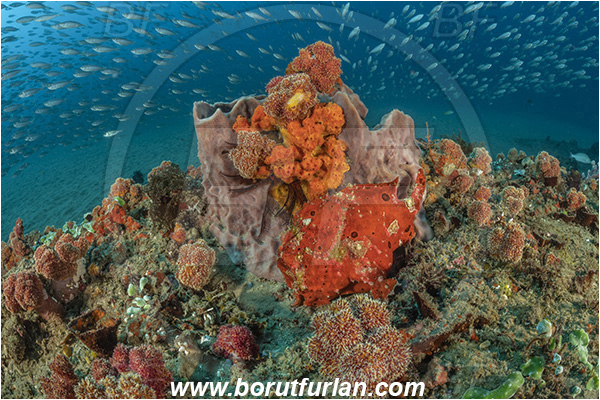 Ponta do Ouro, Mozambique, Indian ocean, Antennarius pictus, Antennarius, Antennariidae, Painted frogfish, Frogfish, Fish, Reef, Fish school