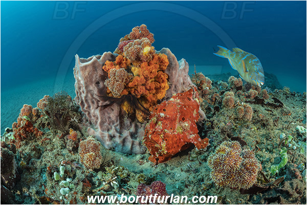 Ponta do Ouro, Mozambique, Indian ocean, Antennarius pictus, Antennarius, Antennariidae, Painted frogfish, Frogfish, Scarus ghobban, Scarus, Scaridae, Blue-barred parrotfish, Bluechin parrotfish, Parrotfish, Fish, Reef