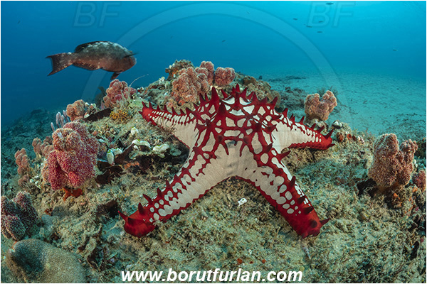 Ponta do Ouro, Mozambique, Indian ocean, Protoreaster lincki, Protoreaster, Oreasteridae, Echinoderm, Echinodermata, Red knob starfish, Starfish, Reef