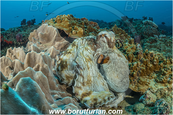 Ponta do Ouro, Mozambique, Indian ocean, Octopus vulgaris, Octopus, Octopodidae, Cephalopoda, Mollusca, Mollusc, Common octopus