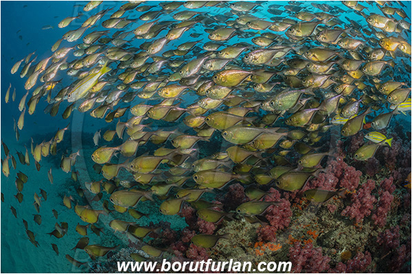 Ponta do Ouro, Mozambique, Indian ocean, Pempheris schwenkii, Pempheris, Pempheridae, Silver Bullseye, Silver sweeper, Sweeper, Fish, Fish school, Reef