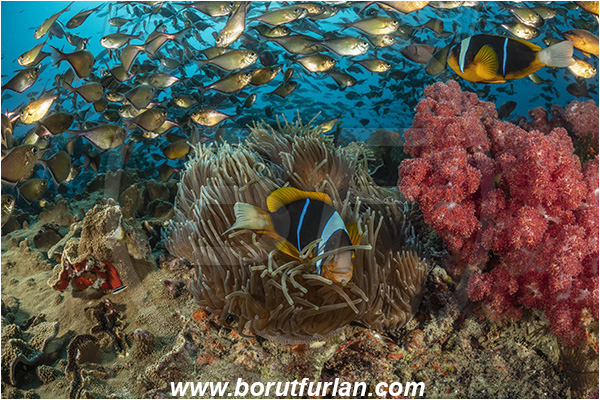 Ponta do Ouro, Mozambique, Indian ocean, Pempheris schwenkii, Pempheris, Pempheridae, Silver Bullseye, Silver sweeper, Sweeper, Amphiprion allardi, Amphiprion, Pomacentridae, Allard