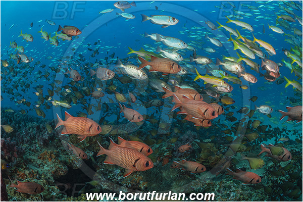 Ponta do Ouro, Mozambique, Indian ocean, Myripristis murdjan, Myripristis, Holocentridae, Blotcheye Soldierfish, Pinecone soldierfish, Soldierfish, Mulloidichthys vanicolensis, Mulloidichthys, Mullidae, Yellowfin Goatfish, Goatfish, Priacanthus hamrur, Priacanthus, Lunartail Bigeye, Bigeye, Priacanthidae, Fish, Fish school, Reef
