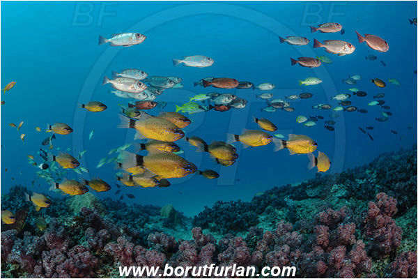 Ponta do Ouro, Mozambique, Indian ocean, Priacanthus hamrur, Priacanthus, Lunartail Bigeye, Bigeye, Priacanthidae, Ostorhinchus fleurieu, Ostorhinchus, Apogonidae, Flower cardinalfish, Cardinalfish, Fish, Fish school, Reef