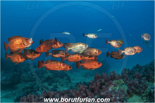 Ponta do Ouro, Mozambique, Indian ocean, Priacanthus hamrur, Priacanthus, Lunartail Bigeye, Bigeye, Priacanthidae, Fish, Fish school, Reef
