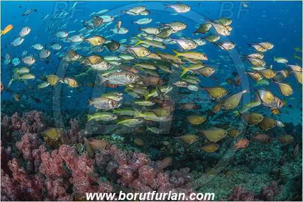 Ponta do Ouro, Mozambique, Indian ocean, Priacanthus hamrur, Priacanthus, Lunartail Bigeye, Bigeye, Priacanthidae, Mulloidichthys vanicolensis, Mulloidichthys, Mullidae, Yellowfin Goatfish, Goatfish, Pempheris schwenkii, Pempheris, Pempheridae, Silver Bullseye, Silver sweeper, Sweeper, Fish, Fish school, Reef