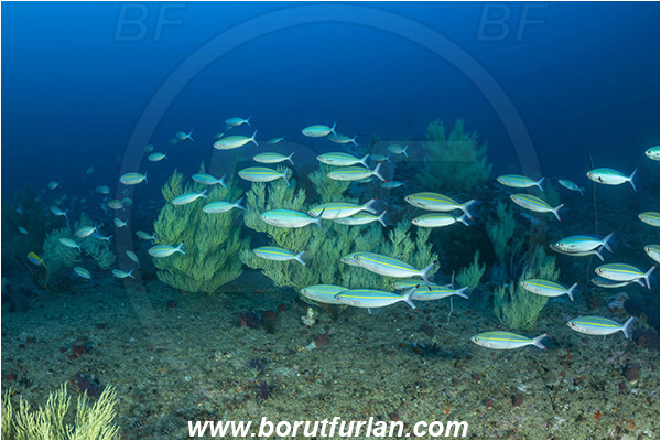 Ponta do Ouro, Mozambique, Indian ocean, Antipathes sp., Antipathes, Antipathidae, Black coral, Coral, Anthozoa, Cnidaria, Cnidarian, Pterocaesio marri, Pterocaesio, Caesionidae, Marr