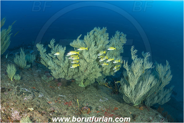 Ponta do Ouro, Mozambique, Indian ocean, Antipathes sp., Antipathes, Antipathidae, Black coral, Coral, Anthozoa, Cnidaria, Cnidarian, Lutjanus kasmira, Lutjanus, Lutjanidae, Bluestripe snapper, Snapper, Fish, Fish school, Reef