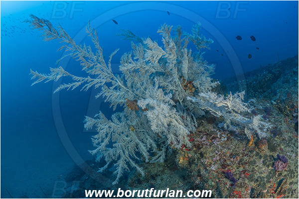 Ponta do Ouro, Mozambique, Indian ocean, Antipathes sp., Antipathes, Antipathidae, Black coral, Coral, Anthozoa, Cnidaria, Cnidarian, Reef