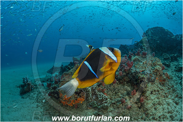 Ponta do Ouro, Mozambique, Indian ocean, Amphiprion allardi, Amphiprion, Pomacentridae, Allard
