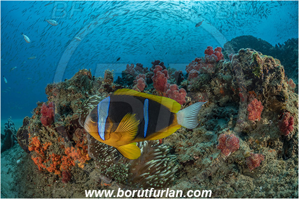 Ponta do Ouro, Mozambique, Indian ocean, Amphiprion allardi, Amphiprion, Pomacentridae, Allard