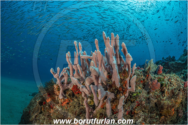Ponta do Ouro, Mozambique, Indian ocean, Sponge, Porifera, Reef, Unidentified, Fish school