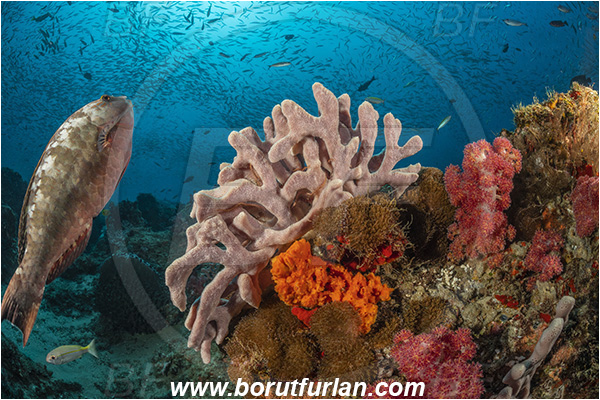 Ponta do Ouro, Mozambique, Indian ocean, Sponge, Porifera, Reef, Unidentified, Scarus rubroviolaceus, Scarus, Scaridae, Redlip parrotfish, Ember parrotfish, Parrotfish, Fish, Fish school