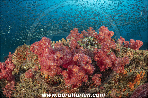 Ponta do Ouro, Mozambique, Indian ocean, Dendronephthya sp., Dendronephthya, Nephtheidae, Thistle soft coral, Soft coral, Coral, Anthozoa, Cnidaria, Cnidarian, Reef, Fish school