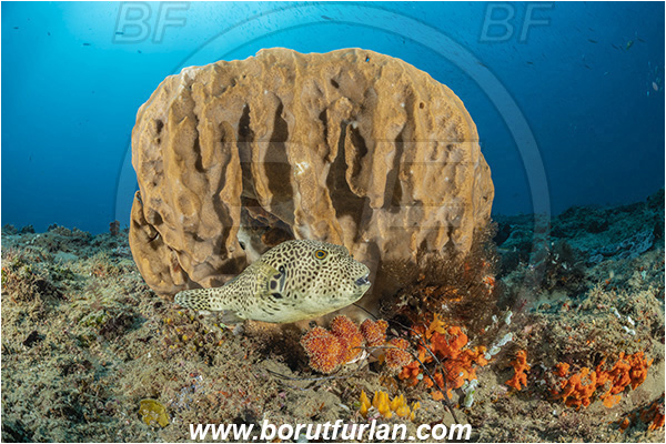 Ponta do Ouro, Mozambique, Indian ocean, Sponge, Porifera, Arothron stellatus, Arothron, Tetraodontidae, Stellate puffer, Puffer, Fish, Juvenile, Reef