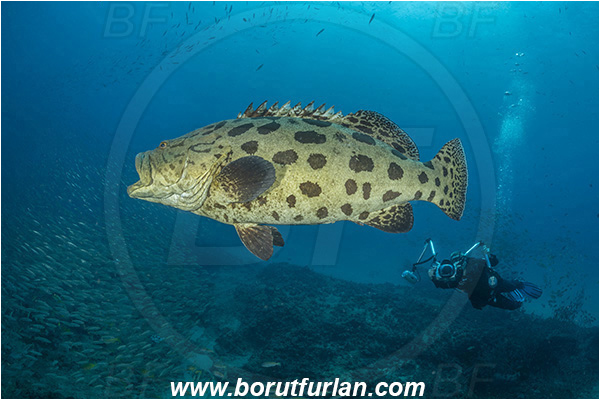 Ponta do Ouro, Mozambique, Indian ocean, Epinephelus tukula, Epinephelus, Serranidae, Potato grouper, Grouper, Fish, Reef, Diver, Underwater photographer