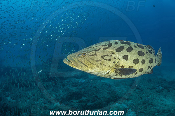 Ponta do Ouro, Mozambique, Indian ocean, Epinephelus tukula, Epinephelus, Serranidae, Potato grouper, Grouper, Fish, Reef