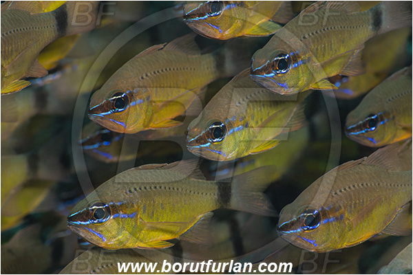 Ponta do Ouro, Mozambique, Indian ocean, Ostorhinchus fleurieu, Ostorhinchus, Apogonidae, Flower cardinalfish, Cardinalfish, Fish, Fish school